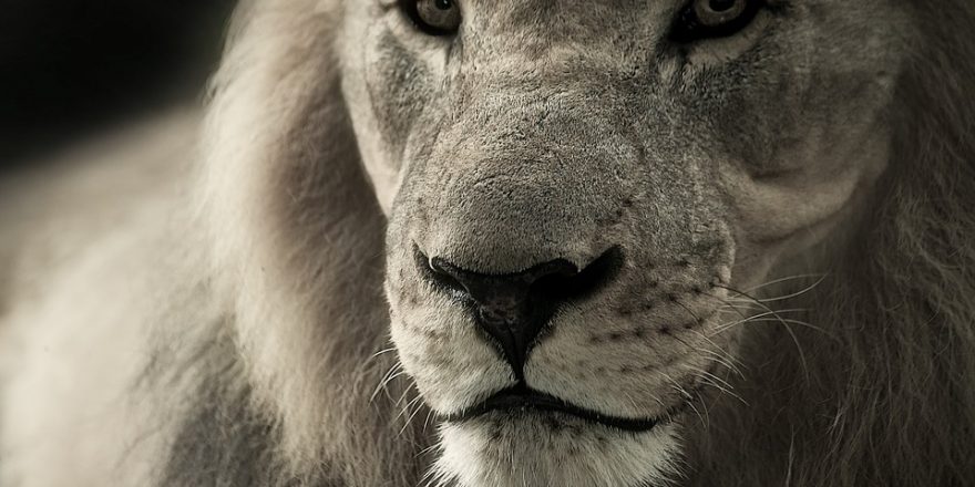 Leo 10 claves de la personalidad leonina